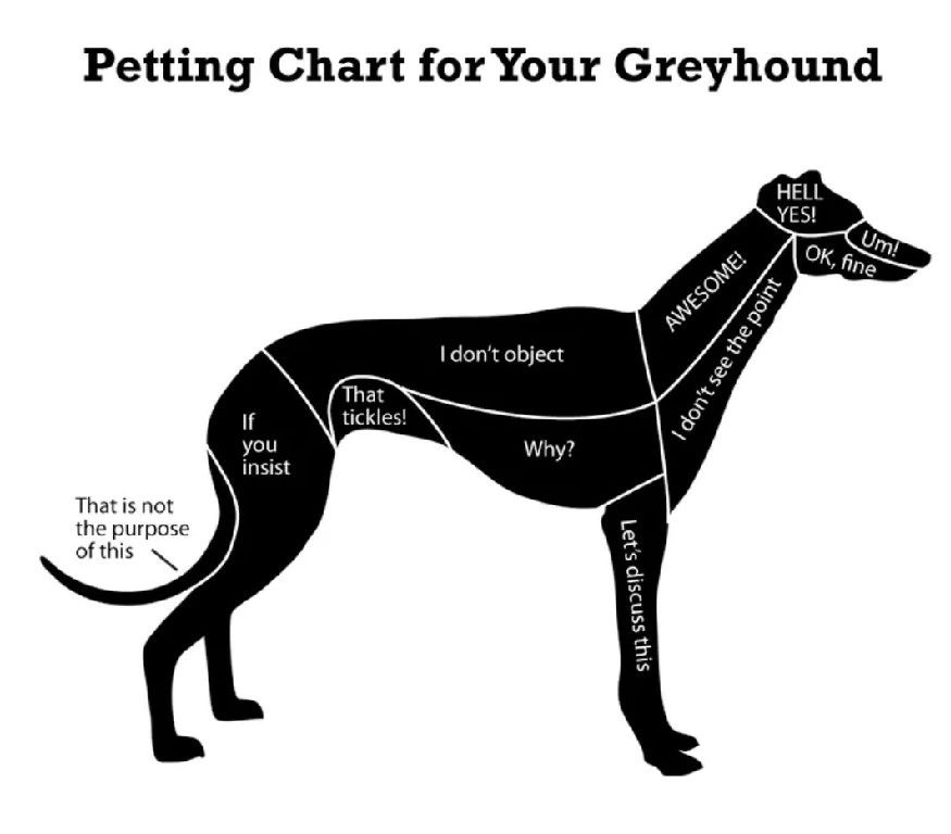 Greyhound store racing adoption