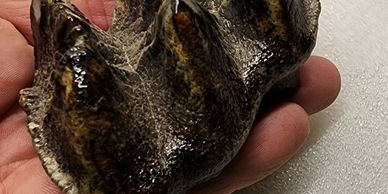 Killer Mastodon juvenile cap.