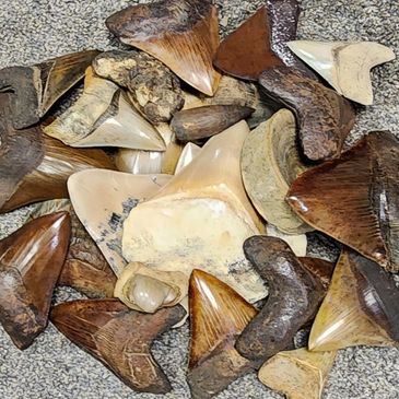 Just a few fossils out of my collection.