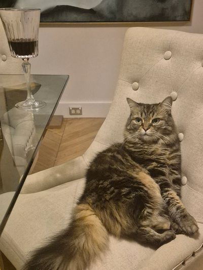 Relaxed tabby cat on a beige chair.