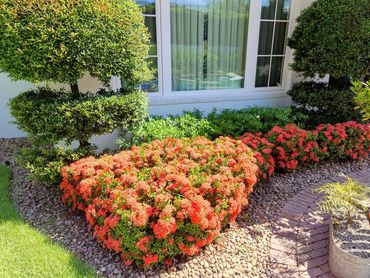 tropical plants in bloom