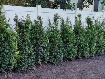 planted privacy screen