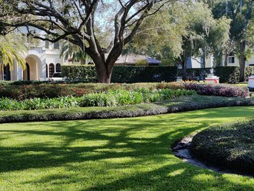 manicured lawn and plant health