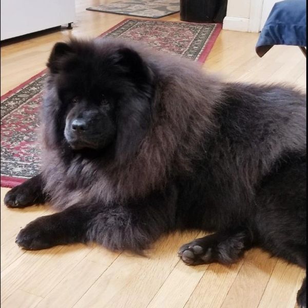 Chow chow before dog training and behavior modification in Maynard MA