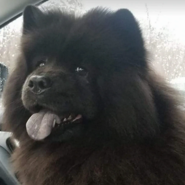 Dog during training classes and behavior modification in Maynard MA