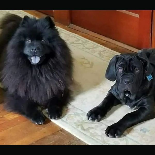 Dog and puppy after behavior modification and dog training in Maynard