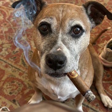 BostonMike’s favorite Cigar Smoker (Nymeria)