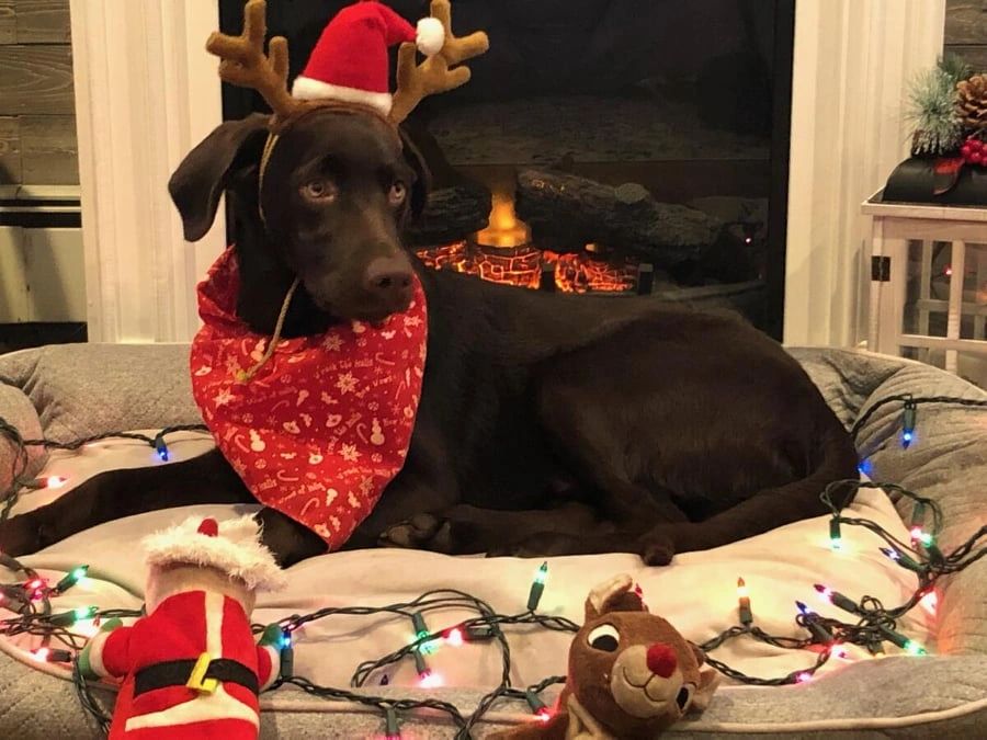 Buckeye - Adopted and home for the holidays!