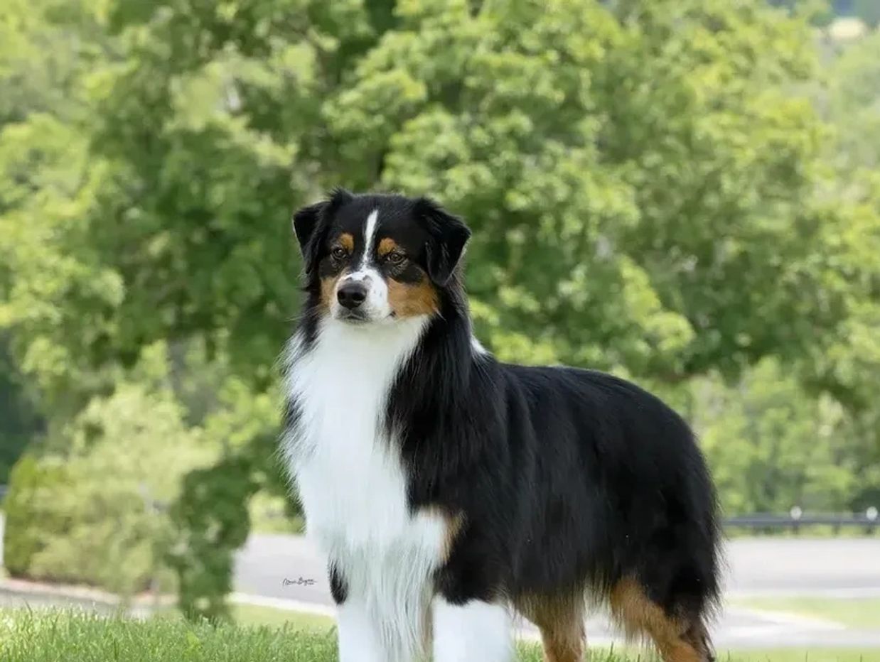 A black, white, and brown Australian Shepherd dog standing outside on grass.