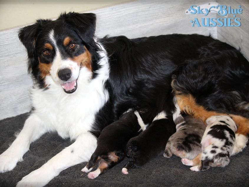 Mother Australian Shepherd nursing her newborn puppies.