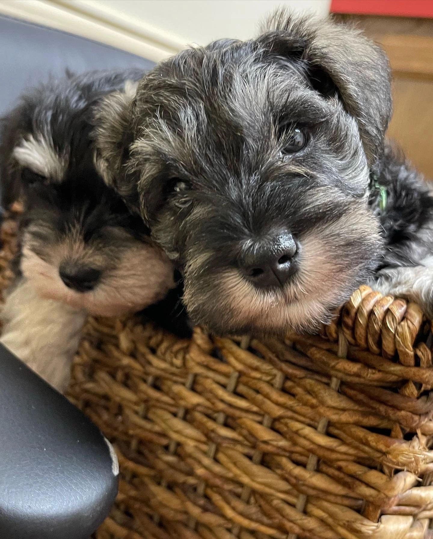 These two beautiful puppies are out of Bonnie & Maximus.