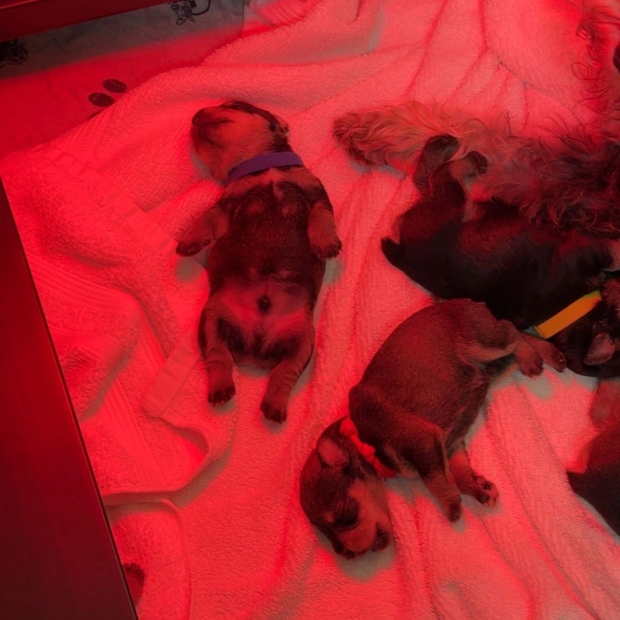 Ellie's brand new litter!