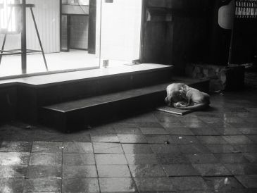 Dog resting on the floor near steps in black and white.