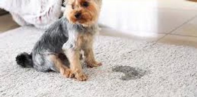 Nambour specialist pet urine stain & odor cleaning