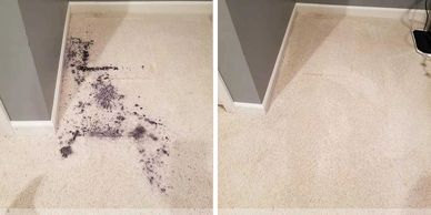 Pomona stain removal specialist Alpeh fresh