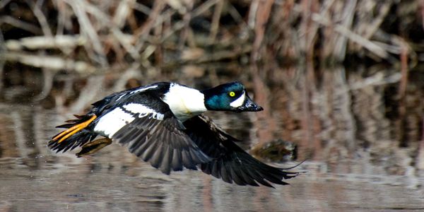 Barrow's goldeneye