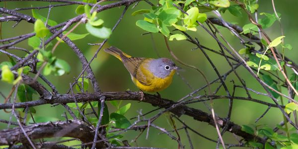 Nashville warbler