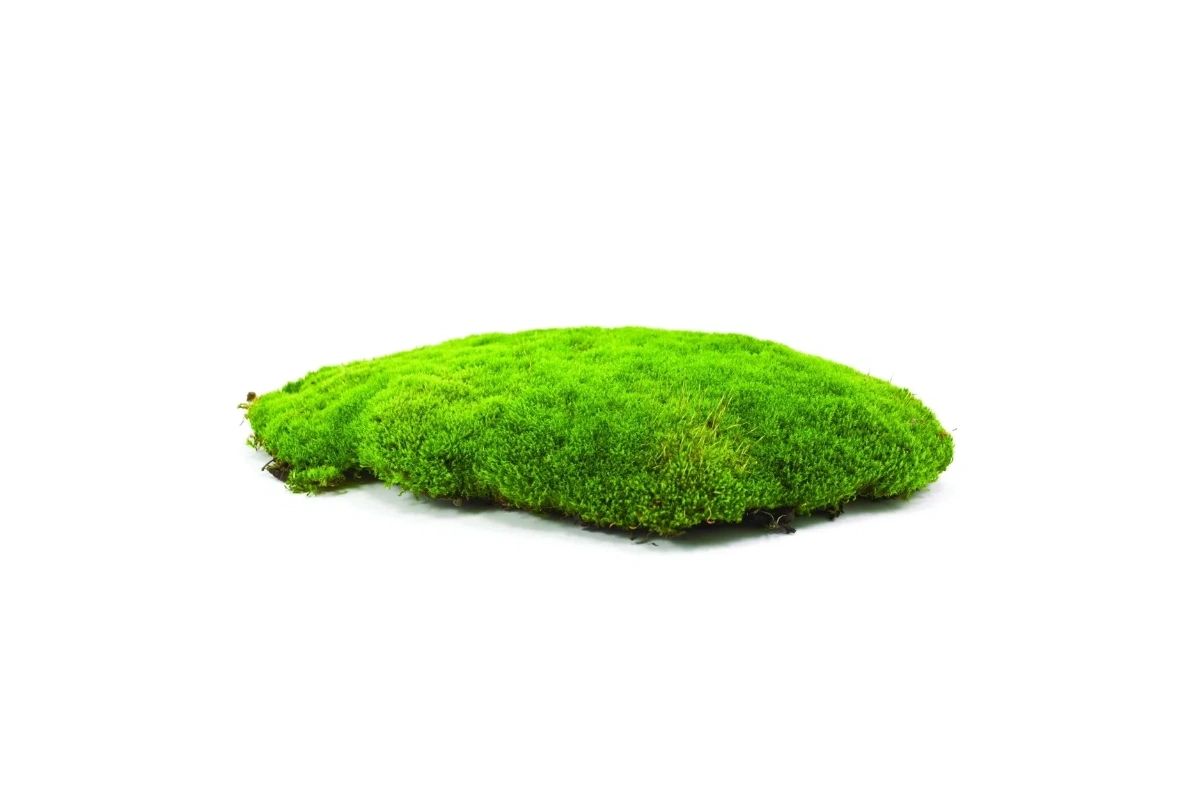 Picture of green moss