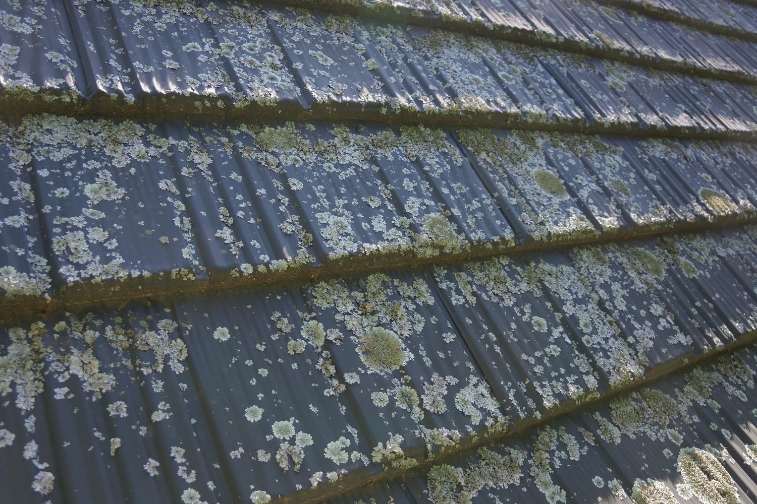 Tiles Metal Colourbond Roof with Lichen Moss need clean, spray, chemical clean Christchurch
