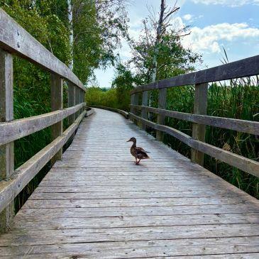 Duck walking on a wooden bridge.