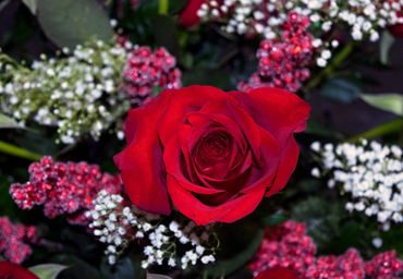 Red rose, valentines, flowers