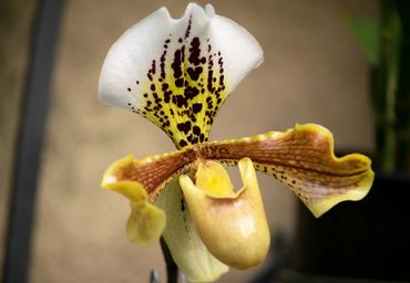 Longwood Gardens orchid, yellow, white, brown