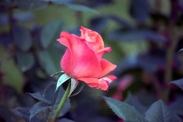 rose, pink, red, flower, garden, photography