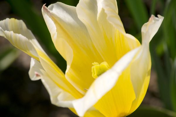 yellow tulip, flower, garden, photography