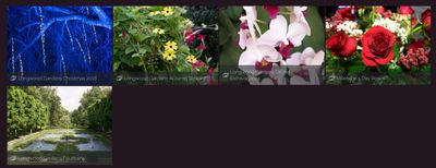 Smugmug gallery logo, photography, longwood gardens, flowers, roses, christmas, fountains