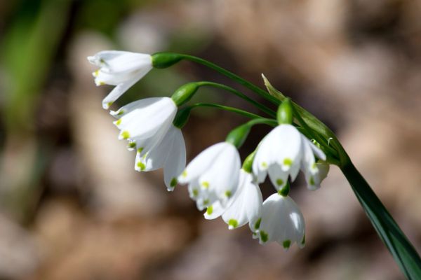 white flowers, bells, garden, photography