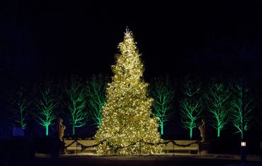 Longwood Gardens christmas tree, green, white, nighttime