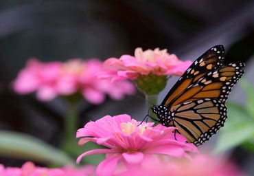 Longwood Gardens monarch butterfly, butterfly, pink flowers, orange, black