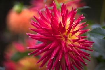Longwood gardens, pink, yellow, flower