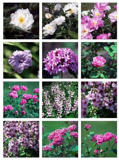 redbubble, gallery, flowers, white, pink, purple, green, photography