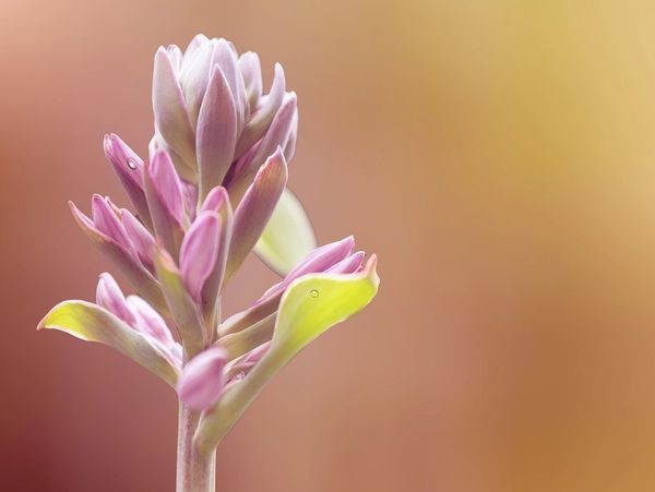 Herbal medicine flower bud