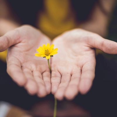 two hands with yellow flower