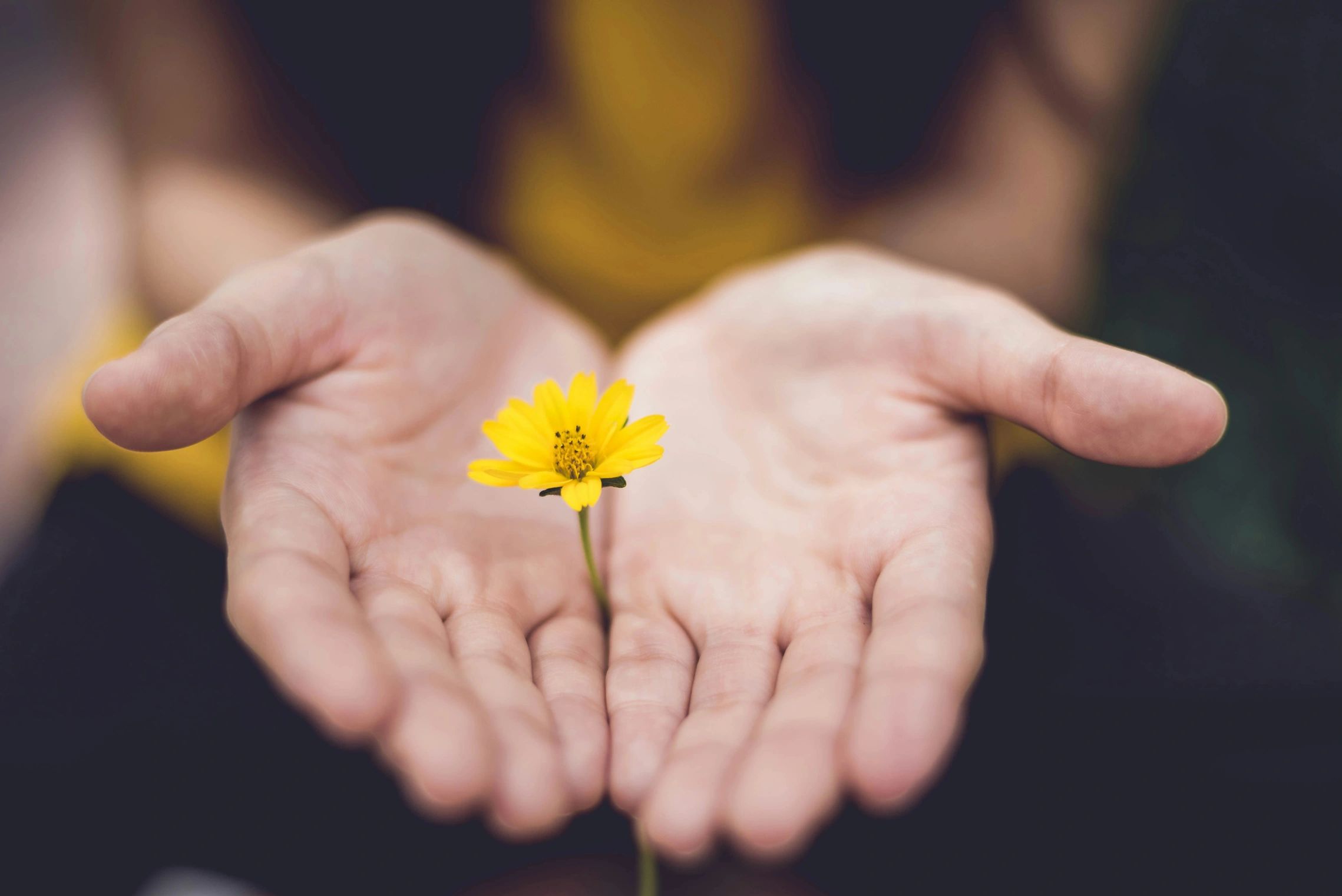 Two hands with a single flower