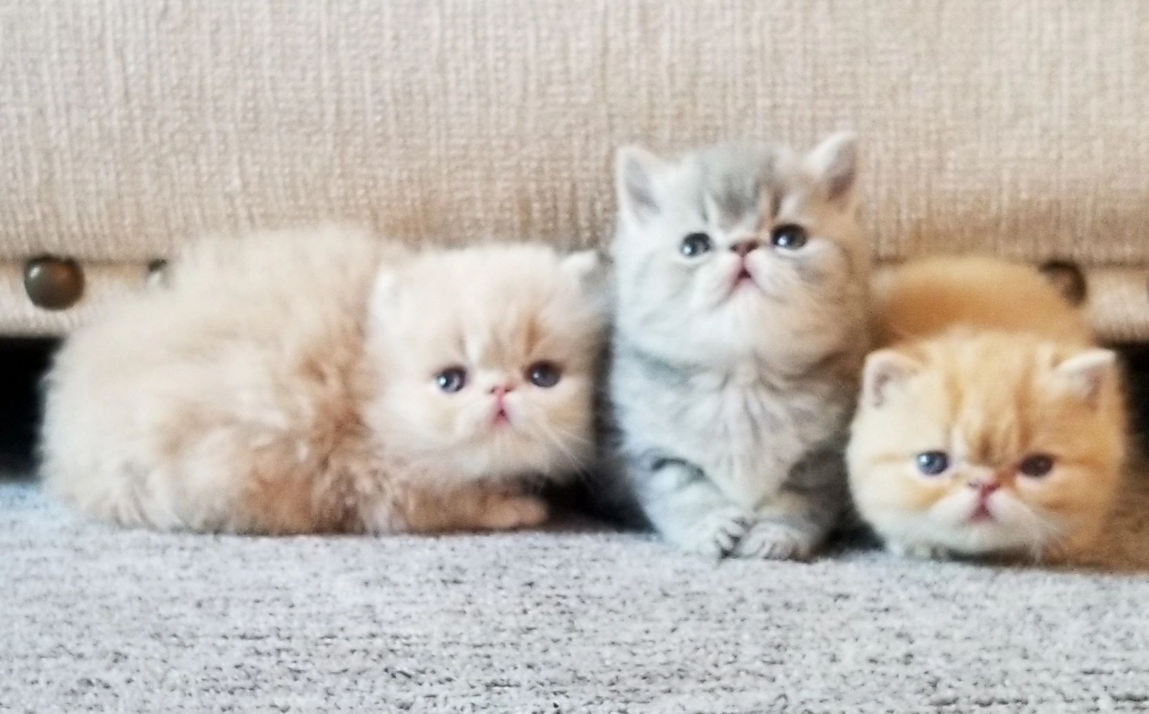 Persian Kittens D Marie Persians