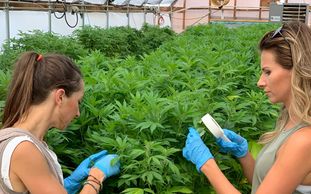 Inspecting hemp plant cbd greenhouse