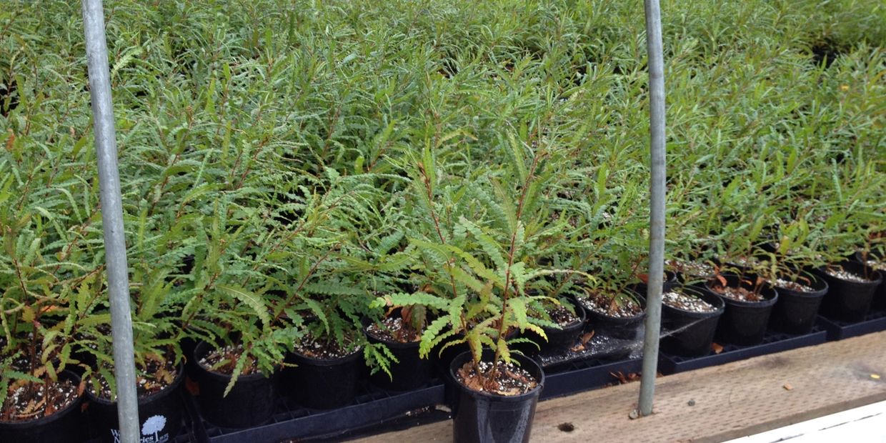 Sweetfern (Comptonia peregrina) plants in #1 (6" diameter) pots