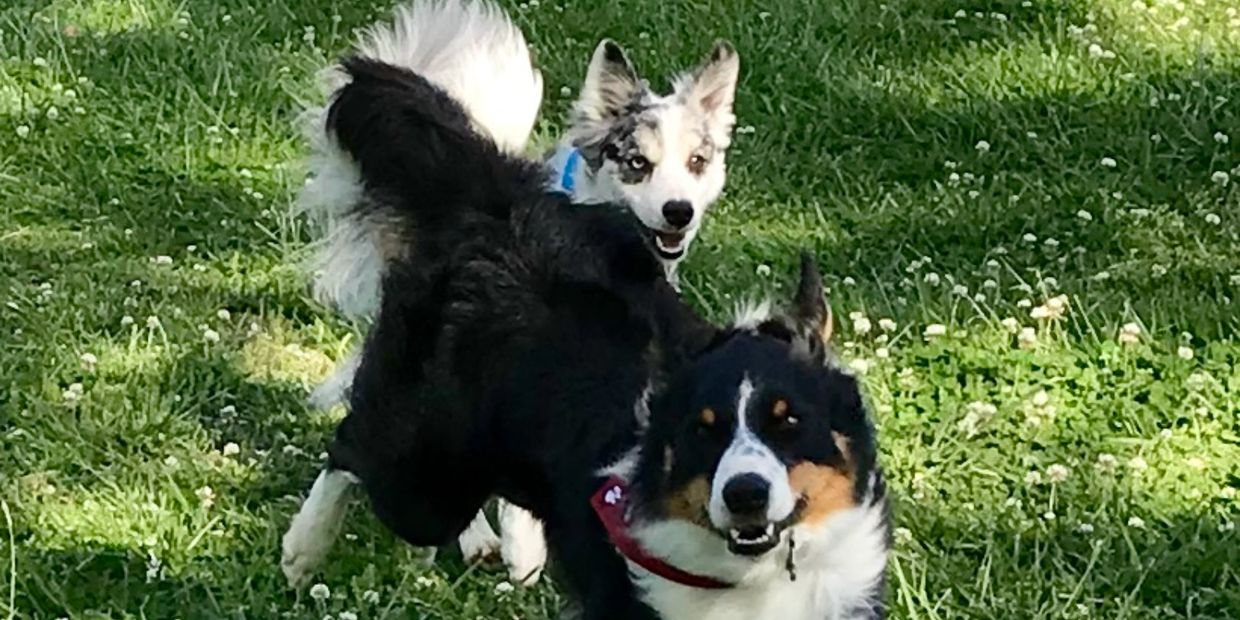 BeBee , Blue Merle and Gabe, our Sire, Blk/Wht Tri. AKC