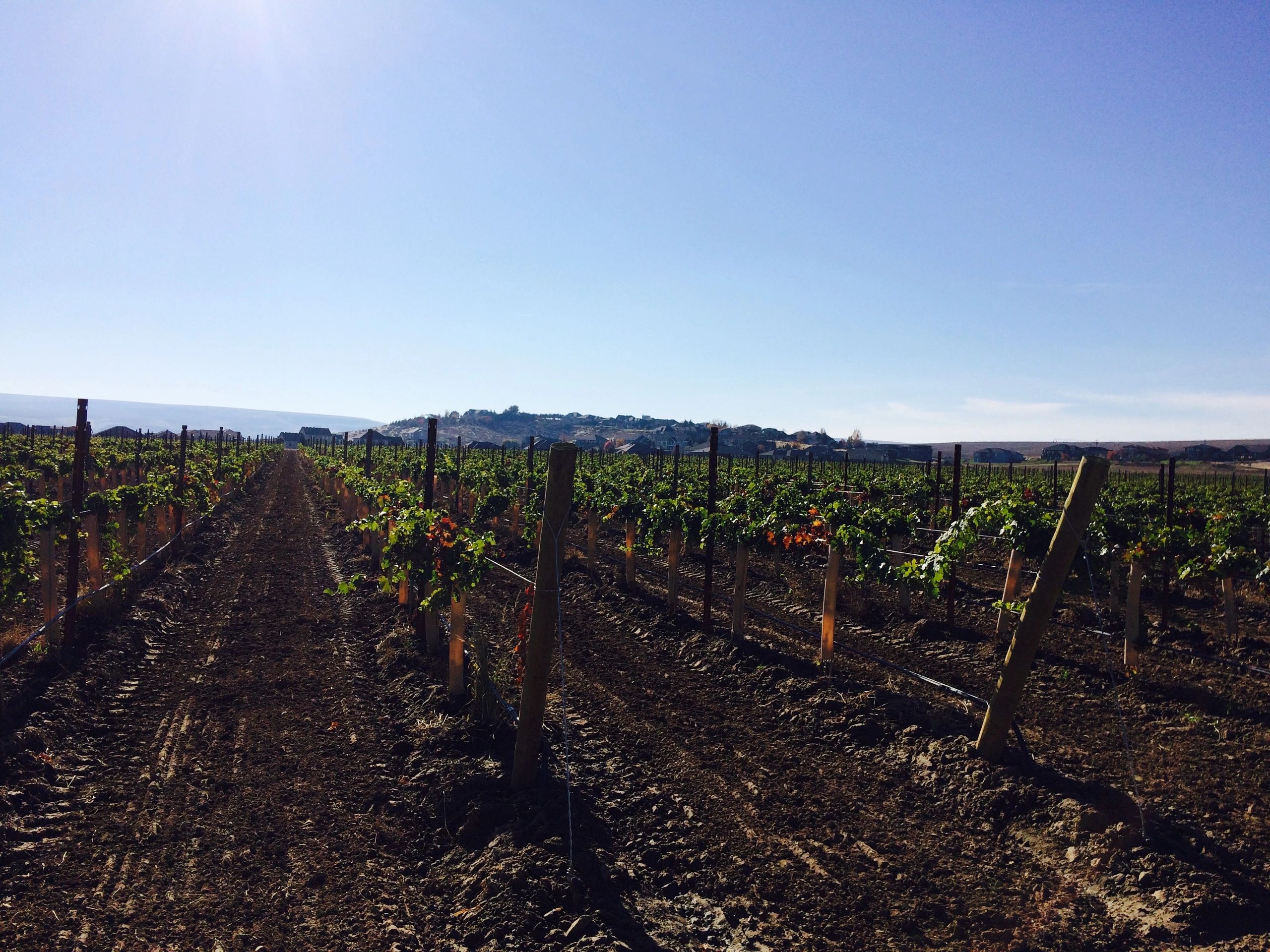 Eagle Butte Vineyards