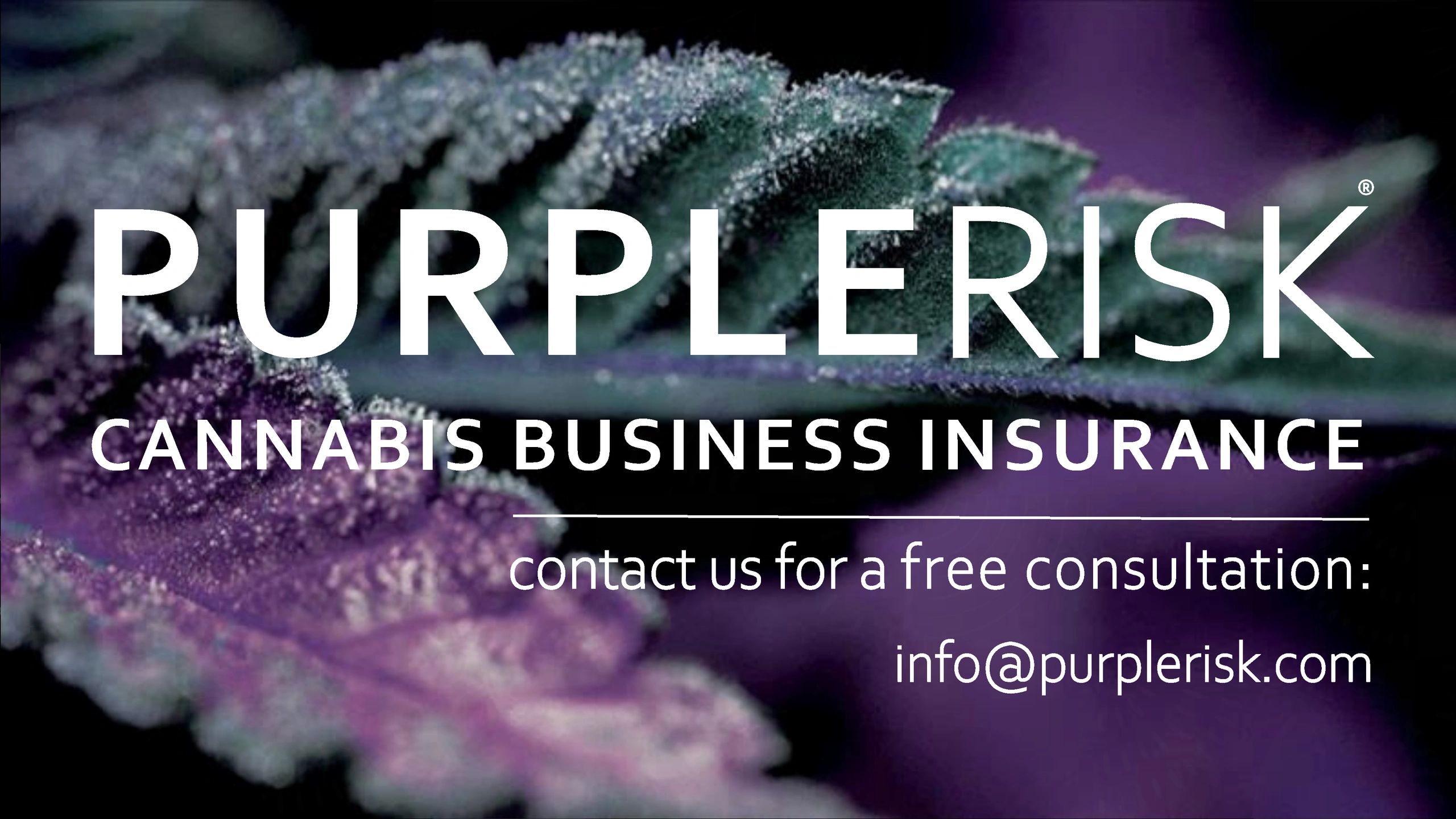 Contact Purple Risk cannabis insurance brokers for cannabis insurance solutions