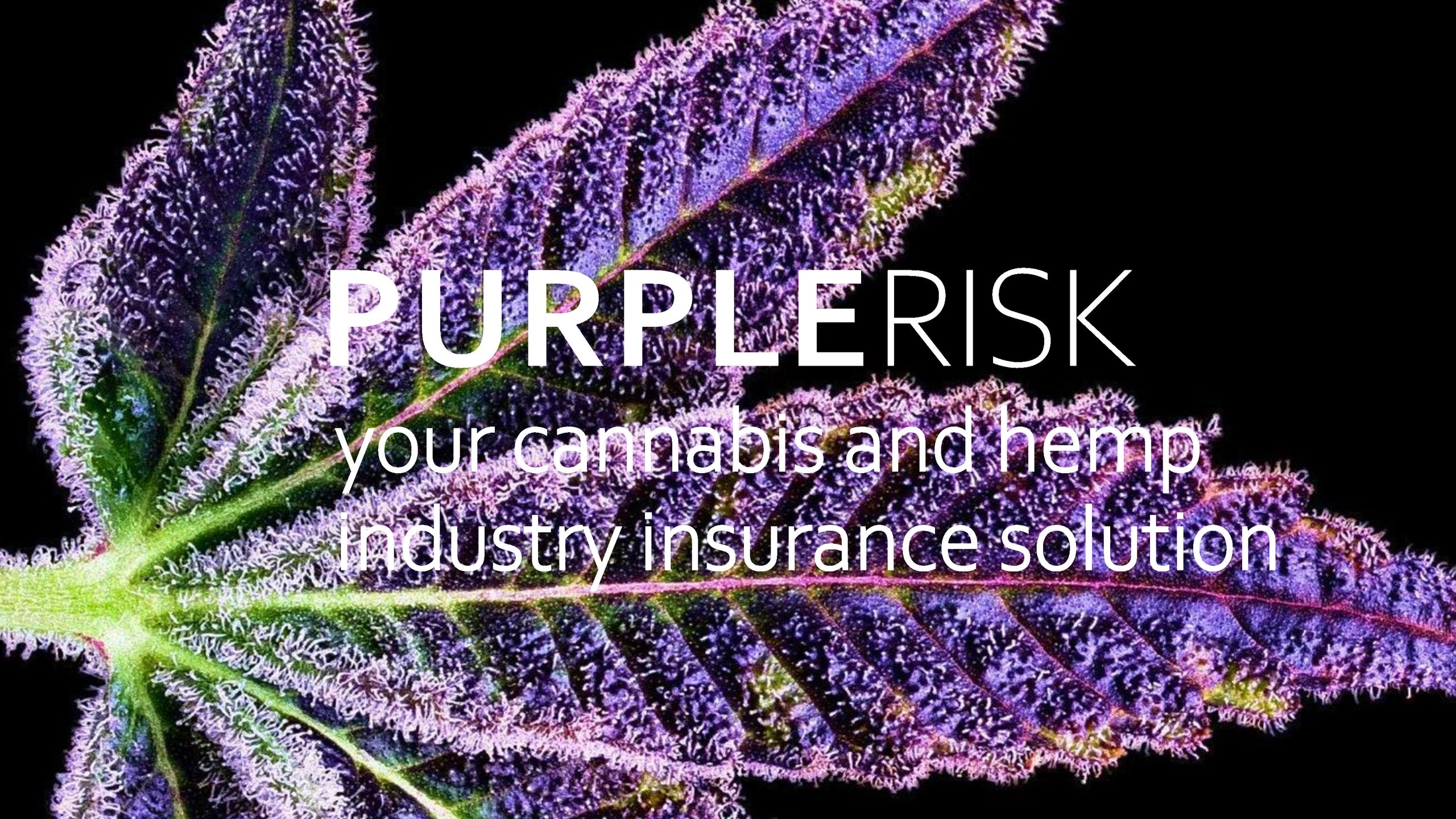 Cannabis Insurance Purple Risk Insurance Services Cannabis Insurance Purple Risk Insurance Services