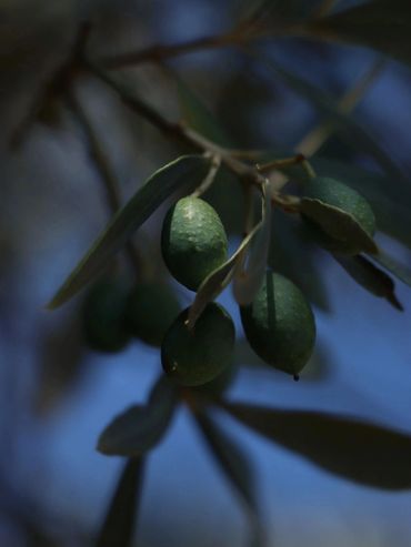 Close-up of green olives on a branch with leaves against a blue sky.