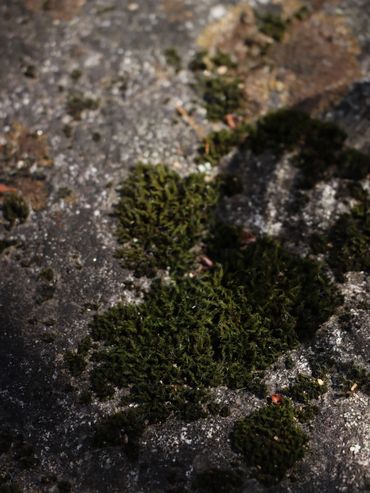 Green moss growing on a rough stone surface under sunlight.