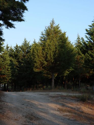 A dirt path winding through a forest of pine trees under a clear blue sky.