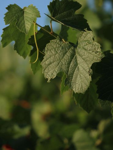 Close-up of green grapevine leaves with sunlight and blue sky background.