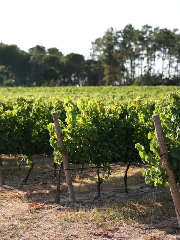 Lush green vineyard rows under sunlight with trees in the background.