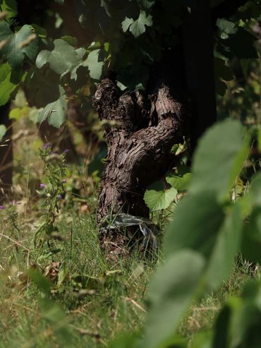 Gnarled tree trunk in a lush green garden with sunlight filtering through leaves.